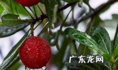 有梅子的时候是什么季节 哪个季节有梅子