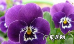 三色堇怎么才能开花 三色堇怎么才能开花结果