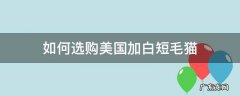 如何选购美国加白短毛猫 美国短毛猫怎么挑选