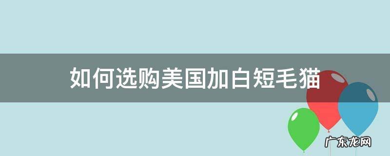 如何选购美国加白短毛猫 美国短毛猫怎么挑选