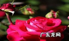 玫瑰花在几月份盛开 玫瑰花在哪一月开花