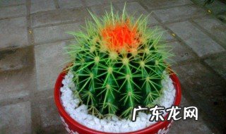 仙人球放阳台能开花吗 仙人球放阳台能开花吗图片