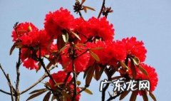 马樱杜鹃多少年才开花结果 马樱杜鹃多少年才开花