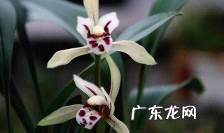 兔耳兰怎么才能开花 兔耳兰怎么才能开花呢