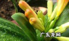 君子兰开花可以挪动么 君子兰开花可以挪动么吗