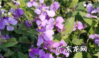 二月兰冬天能开花吗 二月兰冬天会枯萎吗