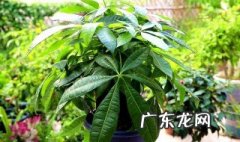 发财树什么时候开花? 发财树的什么时候开花