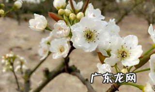 梨树开花前怎么样防冻 梨树花期怎样防冻