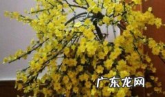春天最早开花的树是什么树 春天最早什么时候开花
