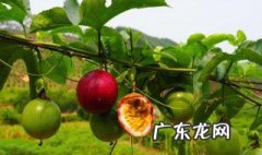 百香果什么季节种植 百香果栽培技术