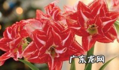 重瓣朱顶红啥时候开花 重瓣大花朱顶红