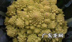 冬天的花菜是反季节蔬菜吗 冬天的花菜是反季节蔬菜吗对吗