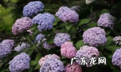 无尽夏绣球花几月开花 无尽夏绣球花几月开花啊