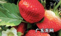 草莓开花可以用尿素吗 草莓开花可以用尿素吗怎么施肥
