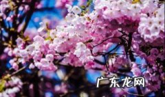 早樱和晚樱开花的区别 早樱和晚樱开花的区别在哪