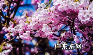 早樱和晚樱开花的区别 早樱和晚樱开花的区别在哪