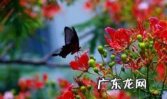 凤凰花种几年会开花 凤凰花种几年会开花结果