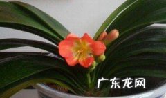 君子兰开花了可不可以动 君子兰开花了可不可以动土