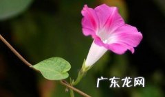 喇叭花在春天开花吗视频 喇叭花在春天开花吗