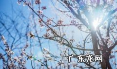 有哪些是严冬开花的植物 严冬有什么