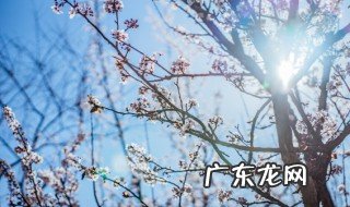 有哪些是严冬开花的植物 严冬有什么