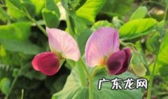 空心菜开花结籽的条件 空心菜怎样才能开花结籽