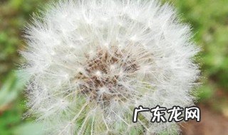 蒲公英是几月份开花的 蒲公英几月份开花是什么季节