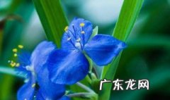 兰花哪个品种开花最漂亮 兰花哪个品种开花最漂亮又好养