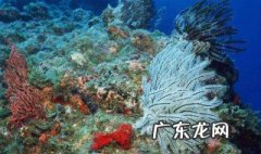 海底礁石可以拿来做什么 海底礁石可以拿来做什么呢