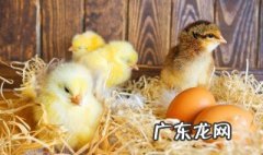 水床孵化出壳多久可以拿出来 水床孵化出壳期还需要覆盖吗