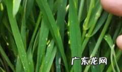 硼对小麦的增产作用 硼元素对小麦生长的作用