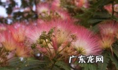 蓉花树木可以做什么 蓉花树有毒吗?