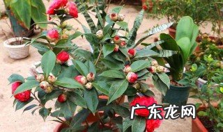 茶花快开花时可以施肥吗 茶花快开花时可以施肥吗图片
