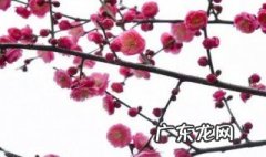 梅花有啥作用 梅花的作用对身体有什么帮助