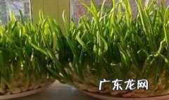 家里养的蒜苗能晒太阳吗 种的蒜苗能晒吗