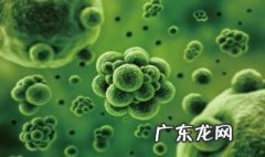 人体肠道中的微生物对人体有哪些作用 你知道吗