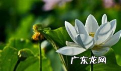 爱莲说表示莲花高洁的句子 爱莲说表示莲花高洁的句子是什么