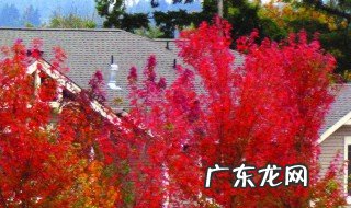红枫早春施肥吗有毒吗 红枫早春施肥吗
