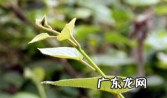 猕猴桃雄花和雌花开花时间 猕猴桃开花有公母分吗