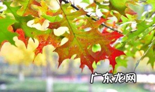 娜塔栎扦插育苗技术 娜塔栎怎么修剪