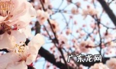 杏树是先开花还是先开叶 杏树是先开花还是先开叶好
