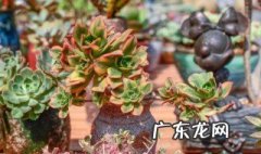 干土上盆的多肉几天浇水 怎样判断植物服盆成功了
