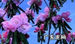 杜鹃几月开花 梅花几月开花