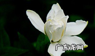 栀子花的开放时间 枙子花开花是什么颜色的