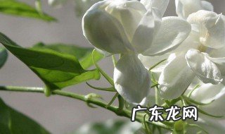 茉莉开花对人体有没有害 茉莉花开花对人体有害吗