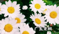 三月种雏菊什么时候开花啊 三月种雏菊什么时候开花