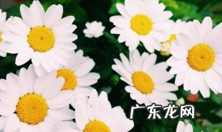 三月种雏菊什么时候开花啊 三月种雏菊什么时候开花