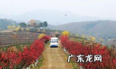 仙迹桃花岛什么时候开花 仙迹桃花岛桃花开了吗