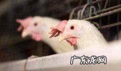 肉鸡多少天出栏 鸡最快多少天出栏