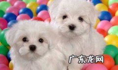 比熊犬好养吗 比熊犬好养吗?优缺点有哪些